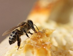 Nejdůležitějším včelím produktem není med ani mateří kašička, ale OPYLOVÁNÍ rostlin. Hmyzosnubné rostliny se bez opylení hmyzem neobejdou. Aby mohly mít plody, tedy semena, dál předávat život a množit se, potřebují opylovače. Včela tak díky opylování přináší vysokou hodnotu člověku a celé přírodě. Součástí správné péče o včelstvo je i zajištění jeho nutričních potřeb. Zde se výborně uplatní kvalitní tekutý CUKR pro včely, na bázi fruktózy a glukózy.
